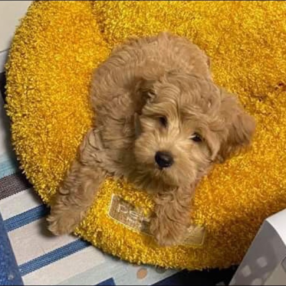 Meet your Posher, Ray